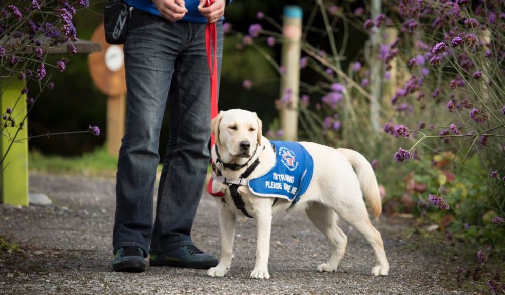 Veterans with dogs bags £4,000 from Tesco’s community grant scheme The Exeter Daily
